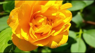 Yeşil yapraklı sarı çiçeğin bahar mevsiminde temiz havada hareket edişinin yakın görüntüsü. 4K taze çiçek videosu.