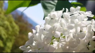 Bahar mevsiminde temiz havada hareket eden yeşil yapraklı beyaz çiçeğin yakın görüntüsü. 4K taze çiçek videosu.