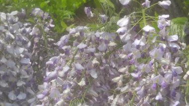 Bahar mevsiminde temiz havada hareket eden yeşil yapraklı mor Fabaceae (Leguminosae) çiçeğinin yakın görüntüsü. 4K taze çiçek videosu.