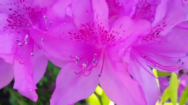 Vista Cerca Flor Rosa Con Hojas Verdes Moviéndose Aire Libre — Vídeos de Stock