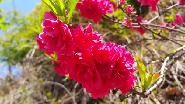 Nahaufnahme Der Rosa Blume Mit Grünen Blättern Die Sich Während — Stockvideo