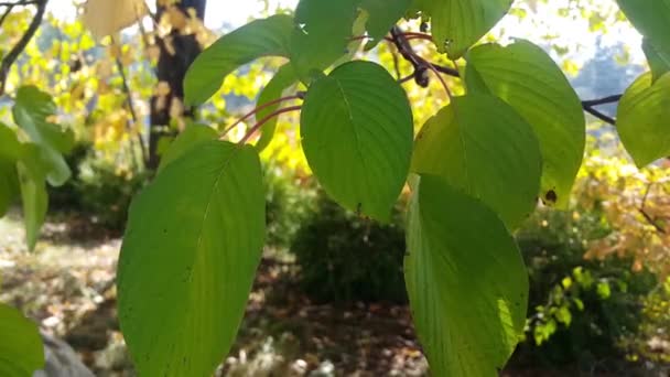 Video Hojas Verdes Naranjas Coloridas Ondeando Aire Libre Durante Temporada — Vídeos de Stock