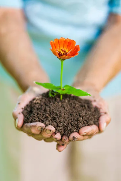 Conceito Jardinagem Velha Segurando Uma Nova Planta Suas Mãos — Fotografia de Stock