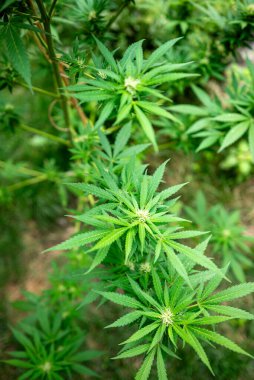 Tohum 'dan Çiçeğe Bitkisel hayatta genç bir bitkiyi gösteriyor