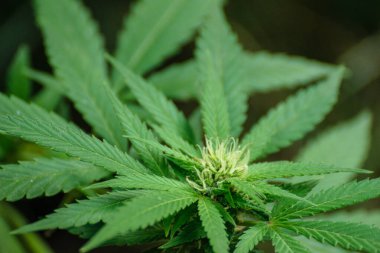 Güzel bir kenevir çiçeğiyle yasallaştırma hareketinin bir sembolü Değişimin bir işareti