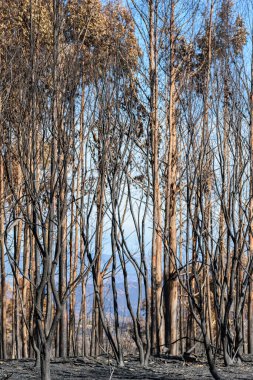 Kömürleşmiş ağaç gövdeleri ile yanmış bir ormanın iç kısımları Vahşi Yangının Sonrası