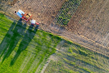 Ekinleri hasat eden bir traktör uzun bir gölge bırakıyor, Hasat Işığı