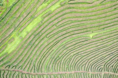 Sao Miguel 'deki çay sahalarının soyut ve güzel manzarası. Yeşil bir soyut.