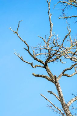 Ölü ya da uykudaki bir ağaç mükemmel bir gökyüzüne uzanır, Kış mevsimi