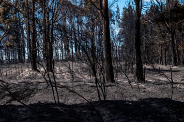 Orman yangınından sonra kömürleşmiş ağaçlar ve siyah kül toprağı kaplıyor, Çevresel Hasar