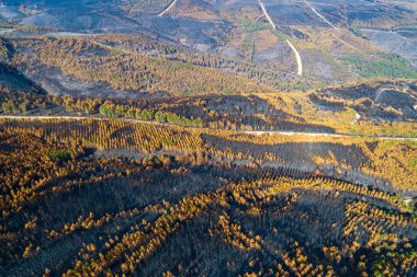 Kavrulmuş ağaçlardan oluşan bir manzaraya sahip bir orman yangını sonrası İklim Krizi