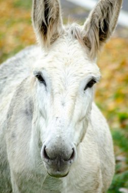 Nossa Sinyora das furnas 'ın bir göl kenarındaki şapeli. Yalnızlık kavramı.