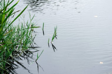 Sakin ve sessiz bir göletin sessiz ve huzurlu yalnızlığı Bir yalnızlık anı