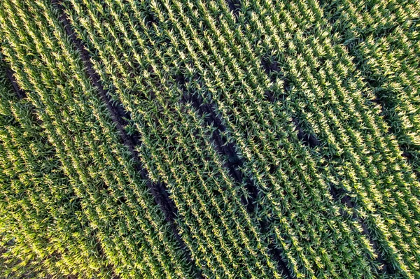 Sağlıklı bir tarım ürününün güzel ve canlı manzarası Sürdürülebilir bir tarım