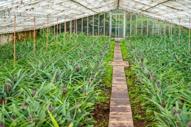 Geleneksel bir azur serasında ananas bitkilerinin sıraları büyüyor.