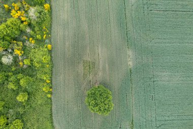Alan ve orman sınırına sahip soyut doğa geçmişi
