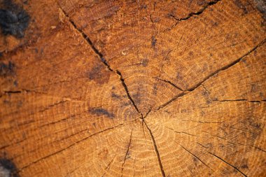 Tahıl ve Ağaç Halkaları Macro Kırsal Arkaplan Kavramı