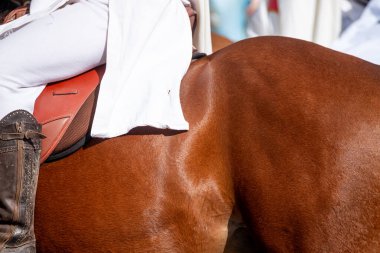 Atın Sırtındaki Deri Eyer At Biniciliği Konsepti
