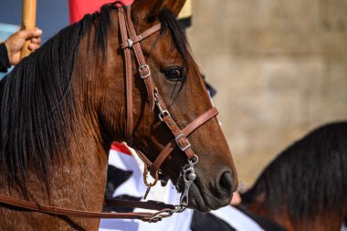 Deri dizginli Güzel At Binicilik Sporu Konsepti