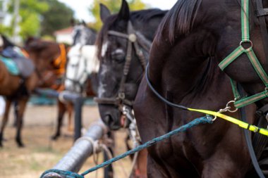 Bir Atlar Sırası Bir Posta 'ya Bağlı Hazırlık Konsepti