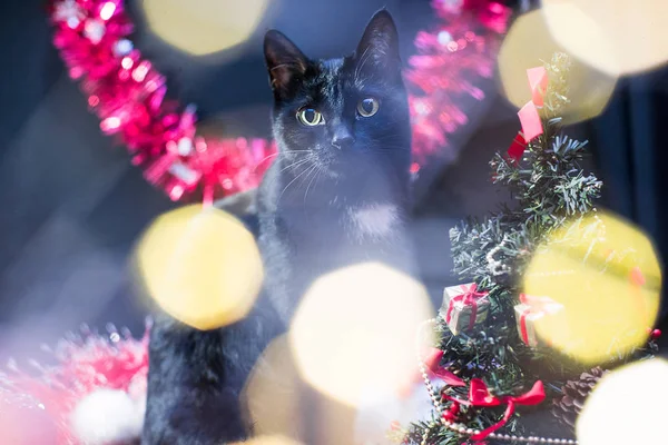 bir Noel ağacı yanında oturan siyah bir arka plan üzerinde siyah kedi
