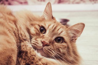 şişman, kırmızı kedi yatıyor ve parlak zemin