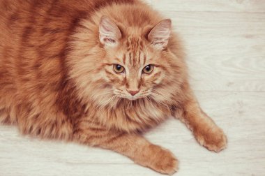 şişman, kırmızı kedi yatıyor ve parlak zemin