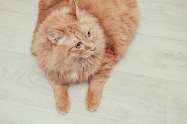 şişman, kırmızı kedi yatıyor ve parlak zemin