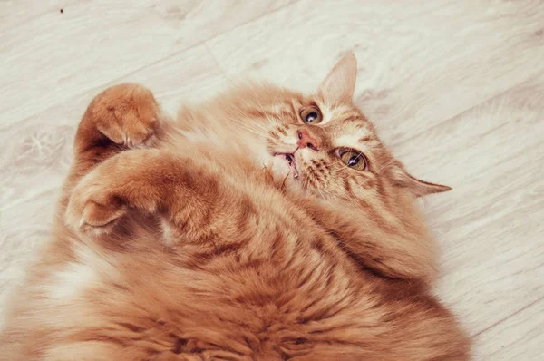 Gruby Czerwony Puszysty Kot Leżący Lekkiej Podłodze — Zdjęcie stockowe