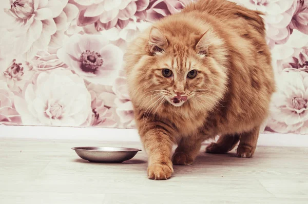 thick red fluffy cat with a bowl lying on a light floor
