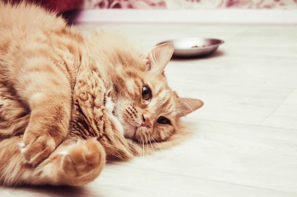 thick red fluffy cat with a bowl lying on a light floor