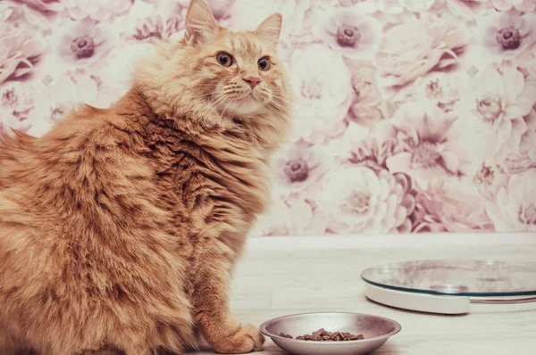 thick red fluffy cat with a bowl lying on a light floor