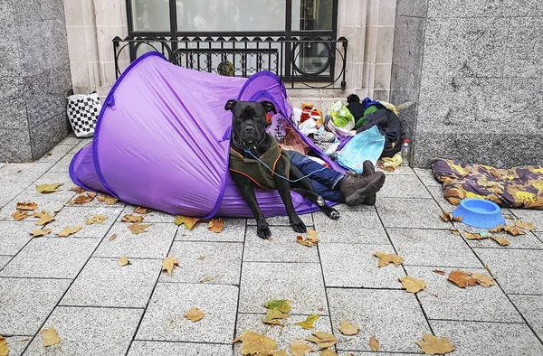 Evsiz bir adam onun yanında köpeğiyle bir çadırda uyuyor - Bagaj ve eşyalarını her yerde dağınık.