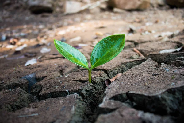 Leven Met Boom Droogte Spleet Grond Droogte — Stockfoto