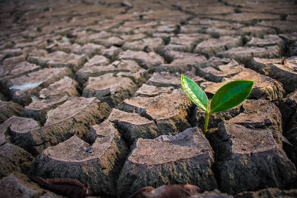 Vivere Con Siccità Albero Crack Terra Siccità — Foto Stock