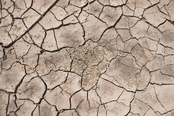 Dry Ground Dead Fish Background Drought — Stock Photo, Image