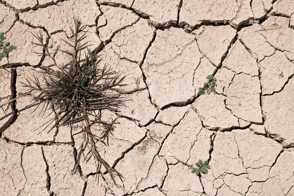 Grieta Seca Tierra Sequía Textura Fondo — Foto de Stock