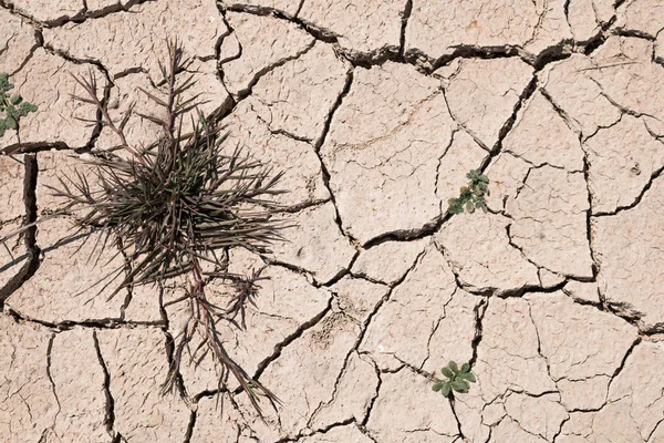 Kraken Van Droge Grond Droogte Textuur Achtergrond — Stockfoto