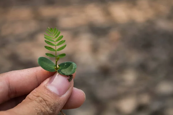 Planting trees back to nature.