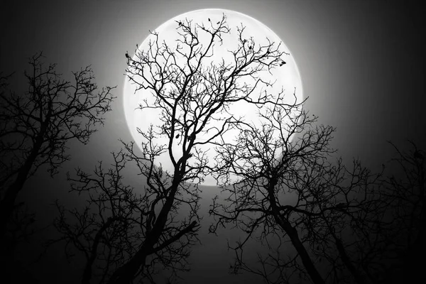 Ağaçlar korkunç gece gölge.