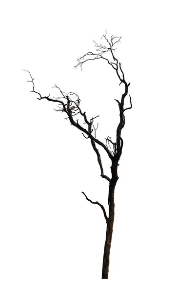 Bäume Isoliert Weißen Hintergrund — Stockfoto