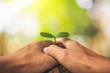 Yeşil ağaçlar büyüyor, kavram bitki.