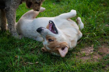 Köpek dışarıda gülümsüyor..