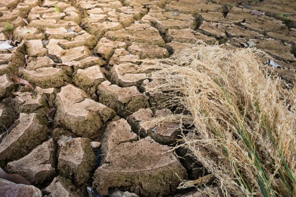 The grass flowers wither on dry ground, Drought concept.