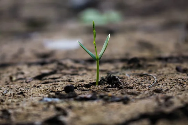 Leven Met Boom Droogte — Stockfoto