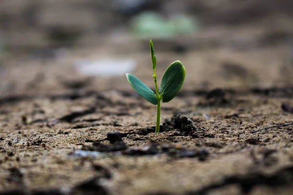 Leven Met Boom Droogte — Stockfoto