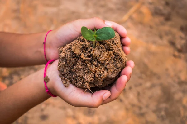 Children planting forests to reduce global warming, Concept afforest.