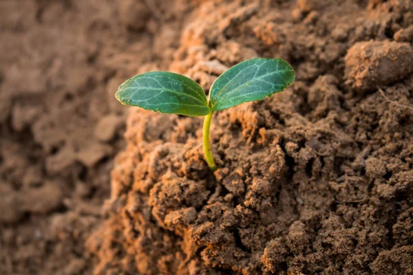 Aanplant Van Bossen Verminderen Opwarming Concept Aanplant Van Aangetaste Gebieden — Stockfoto