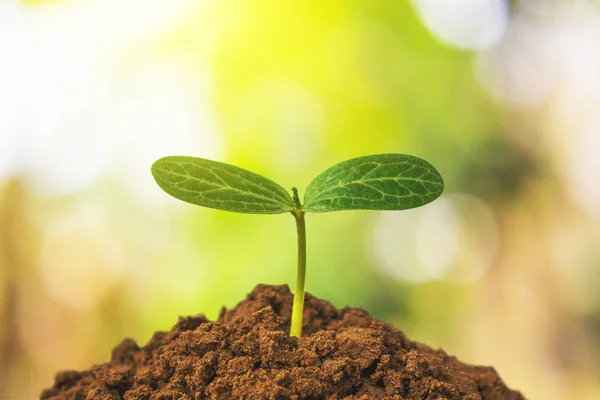 Green Trees Growing Concept Plant — Stock Photo, Image