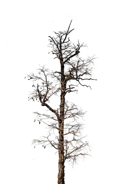 Fák Elszigetelt Fehér Háttér — Stock Fotó